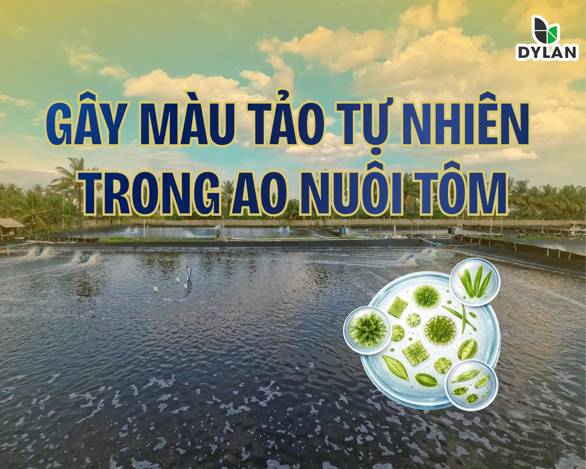 GÂY MÀU TẢO TỰ NHIÊN TRONG AO NUÔI TÔM