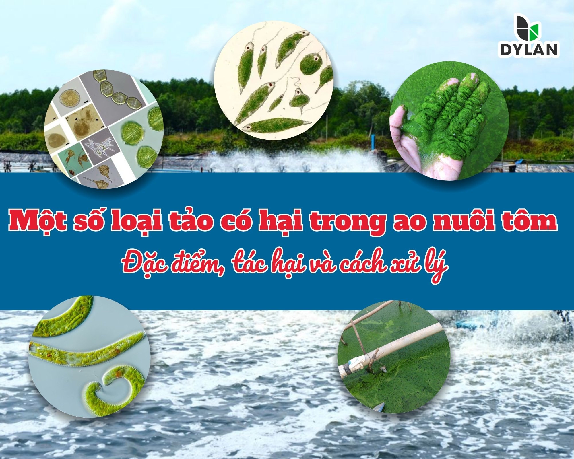 MỘT SỐ LOẠI TẢO CÓ HẠI TRONG AO NUÔI THỦY SẢN – ĐẶC ĐIỂM, TÁC HẠI VÀ CÁCH XỬ LÝ