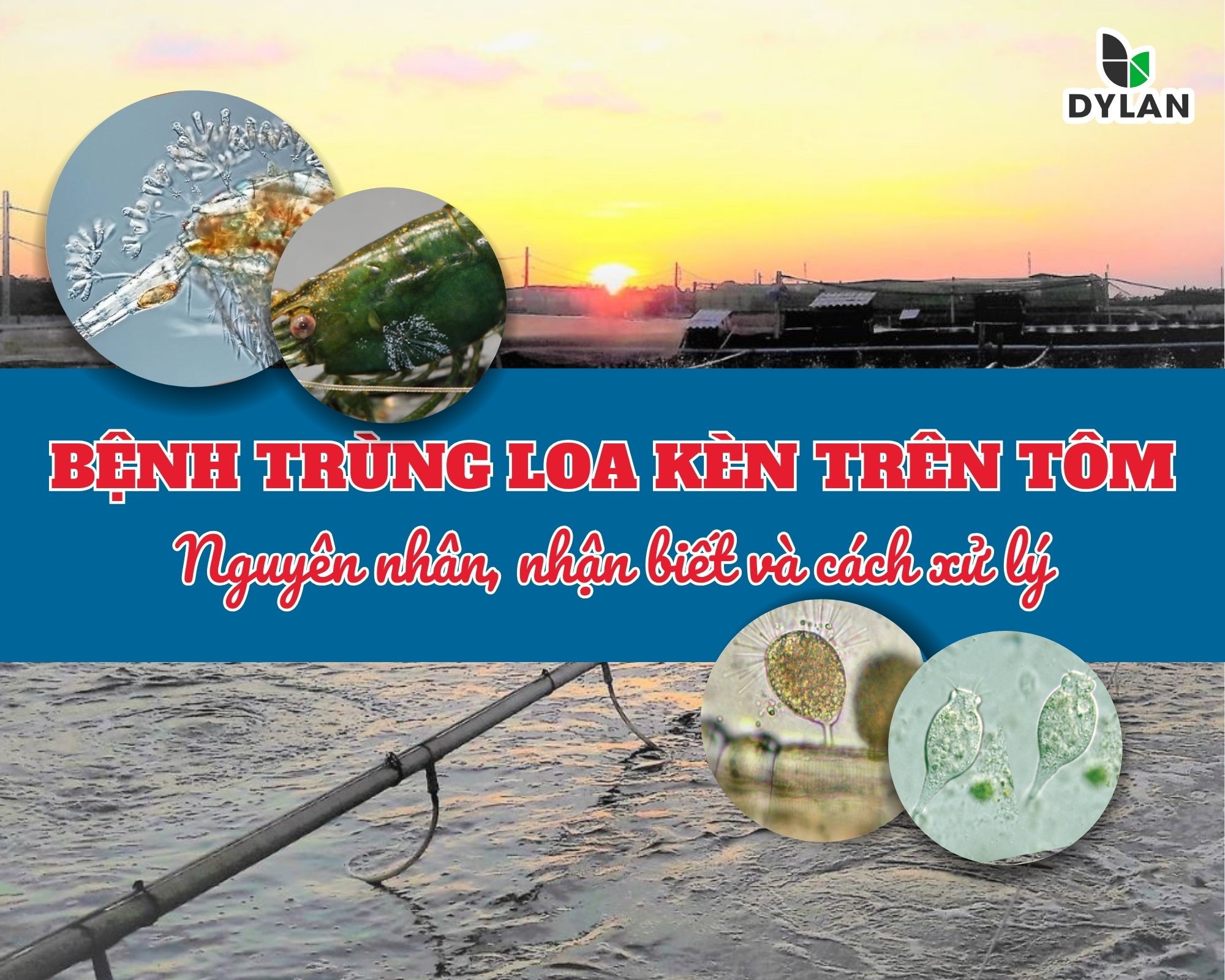 BỆNH TRÙNG LOA KÈN (Peritrichs) TRÊN TÔM – NGUYÊN NHÂN, NHẬN BIẾT VÀ CÁCH XỬ LÝ