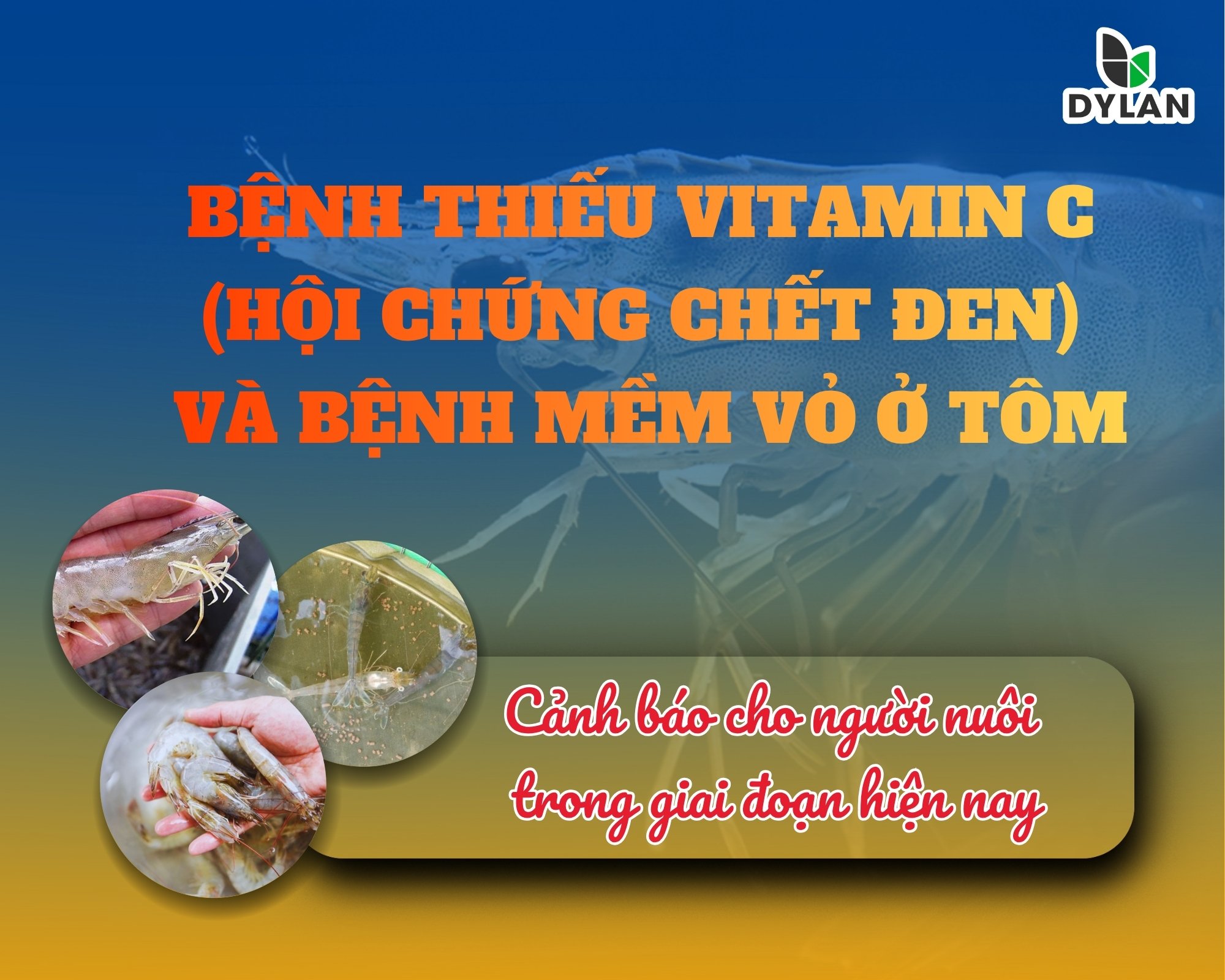 BỆNH THIẾU VITAMIN C (HỘI CHỨNG CHẾT ĐEN) VÀ BỆNH MỀM VỎ Ở TÔM – CẢNH BÁO CHO NGƯỜI NUÔI TRONG GIAI ĐOẠN HIỆN NAY