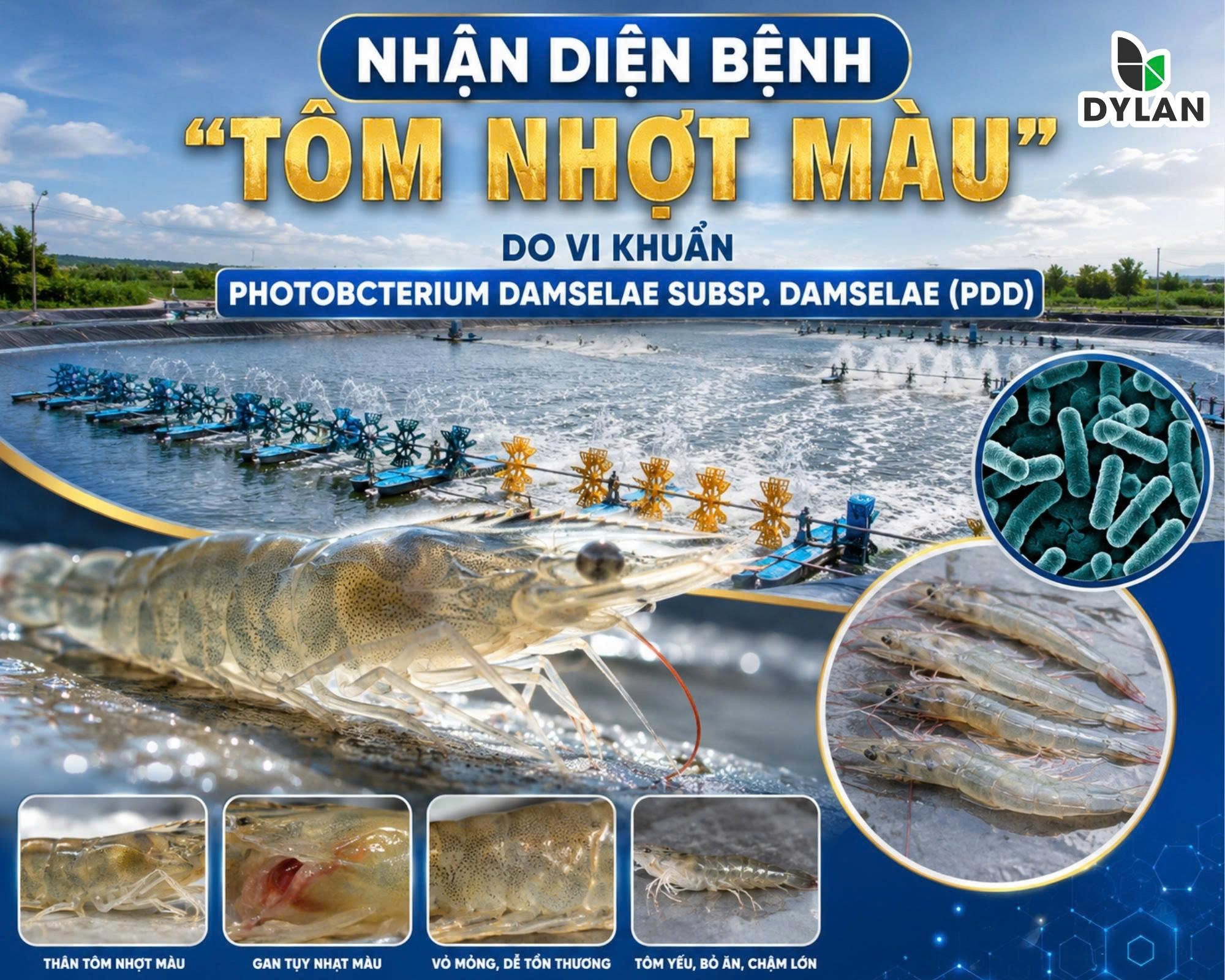 NHẬN DIỆN BỆNH “TÔM NHỢT MÀU” DO VI KHUẨN PHOTOBCTERIUM DAMSELAE SUBSP. DAMSELAE (PDD)