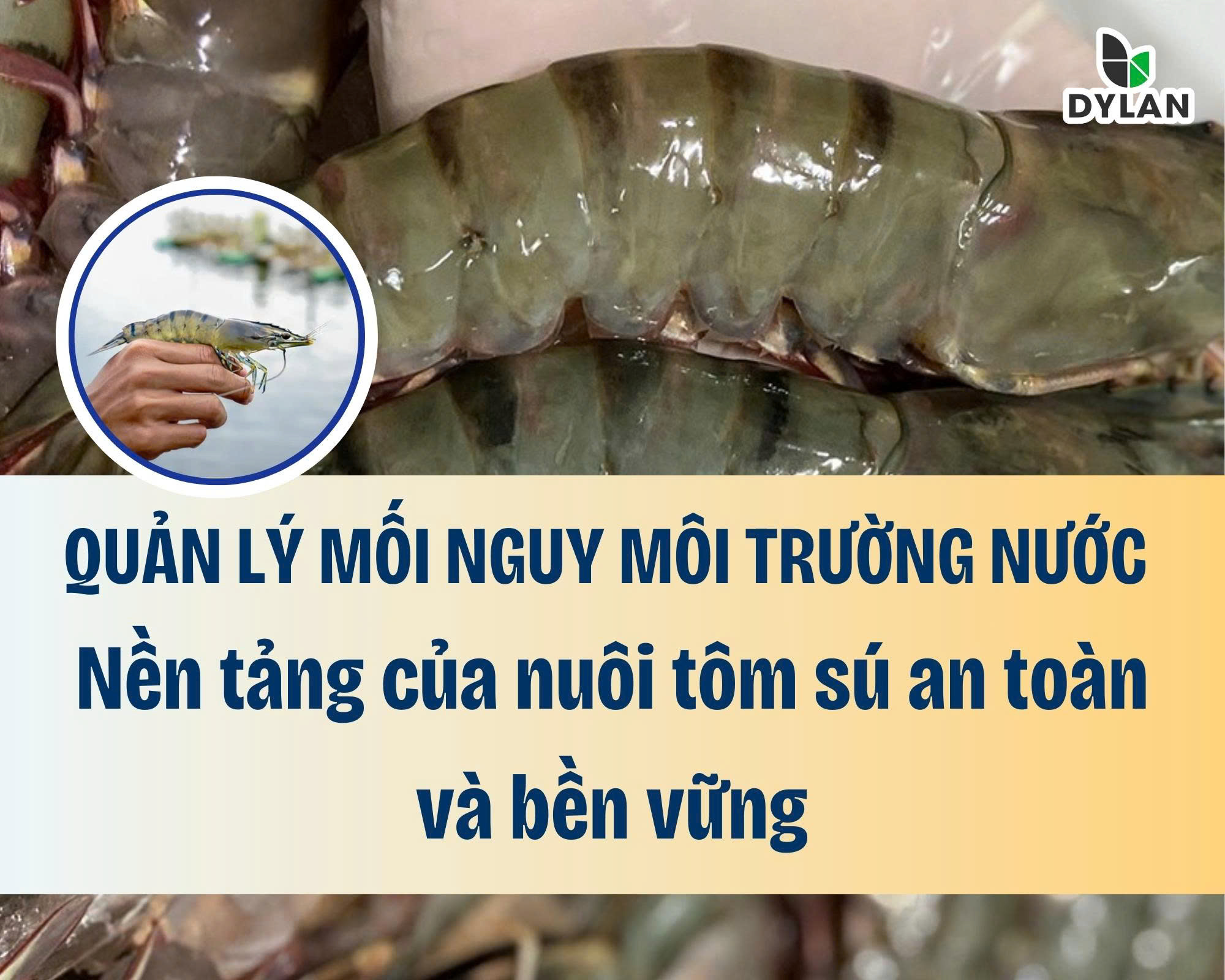 Quản lý mối nguy môi trường nước – Nền tảng của nuôi tôm sú an toàn và bền vững