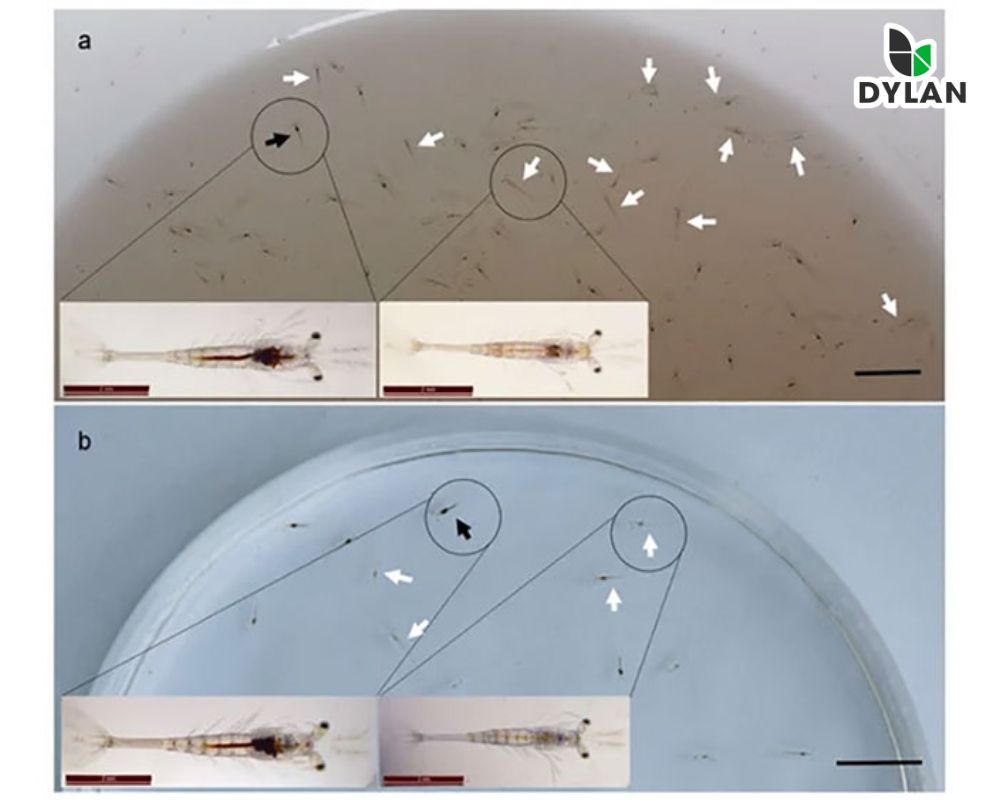 Bệnh TPD (Translucent Post Larva - Disease