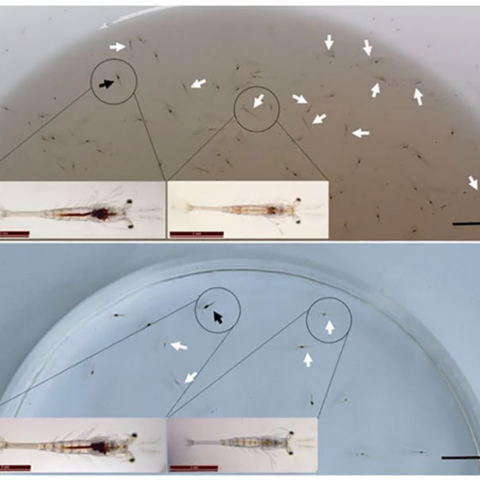 Bệnh TPD (Translucent Post Larva - Disease 