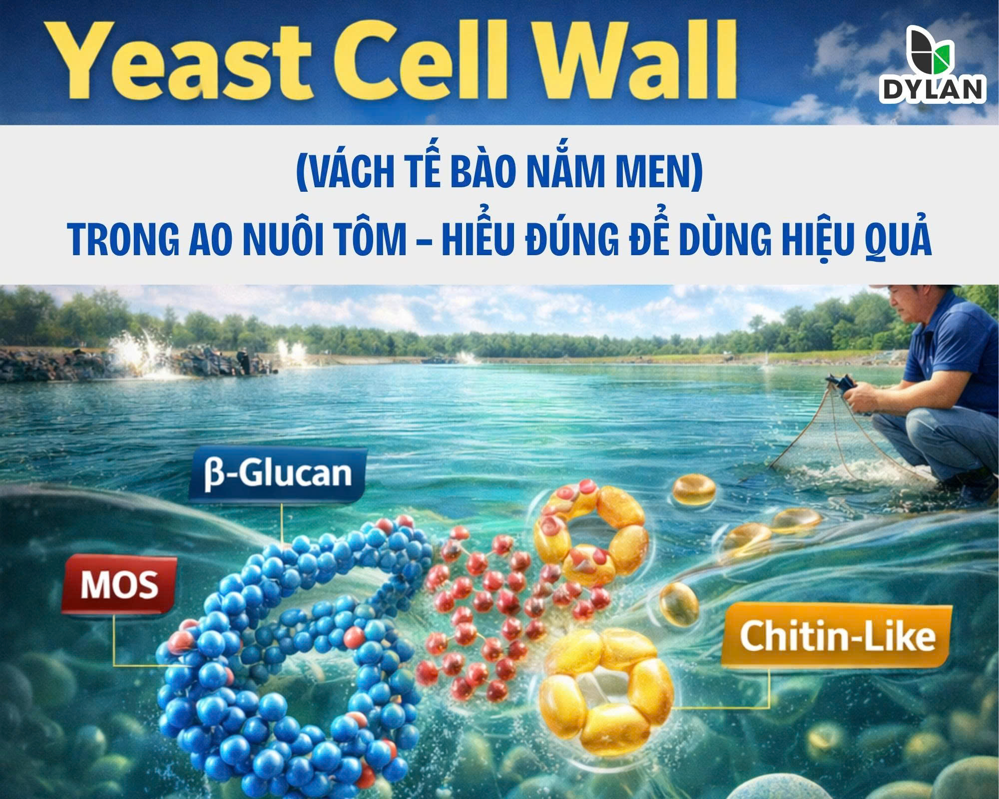 Yeast Cell Wall (Vách Tế Bào Nấm Men) Trong Ao Nuôi Tôm – Hiểu Đúng Để Dùng Hiệu Quả