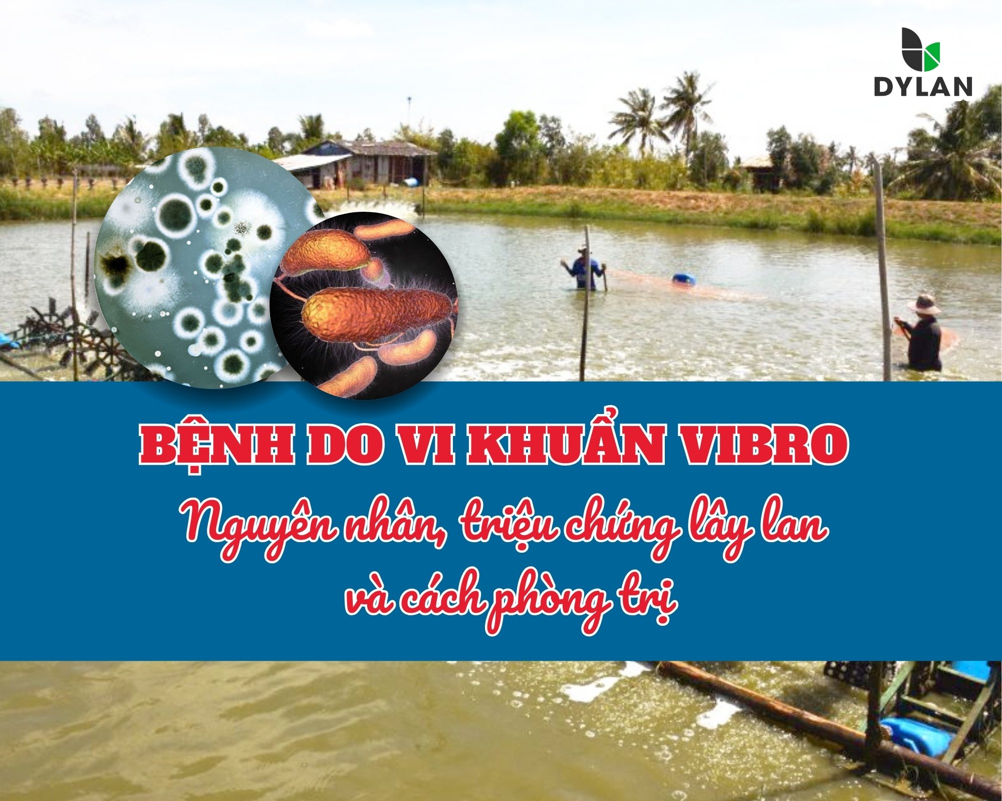 BỆNH DO VI KHUẨN VIBRIO TRONG NUÔI TRỒNG THỦY SẢN – NGUYÊN NHÂN, TRIỆU CHỨNG, LÂY LAN VÀ CÁCH PHÒNG TRỊ HIỆU QUẢ
