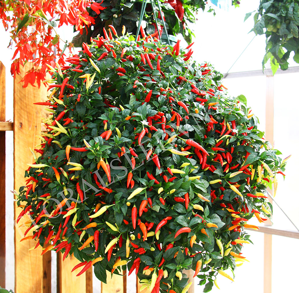 Cách trồng ớt tại nhà vừa cho trái ăn vừa làm cảnh