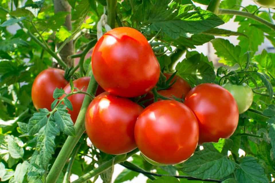 Cách trồng cà chua nhanh thu trái
