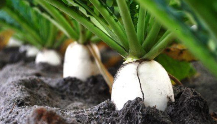 Kỹ thuật trồng và chăm sóc củ cải trắng