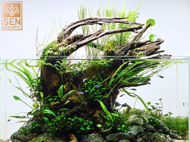 Hướng Dẫn Thiết Kế Bể Thủy Sinh Cho Người Mới Bắt Đầu