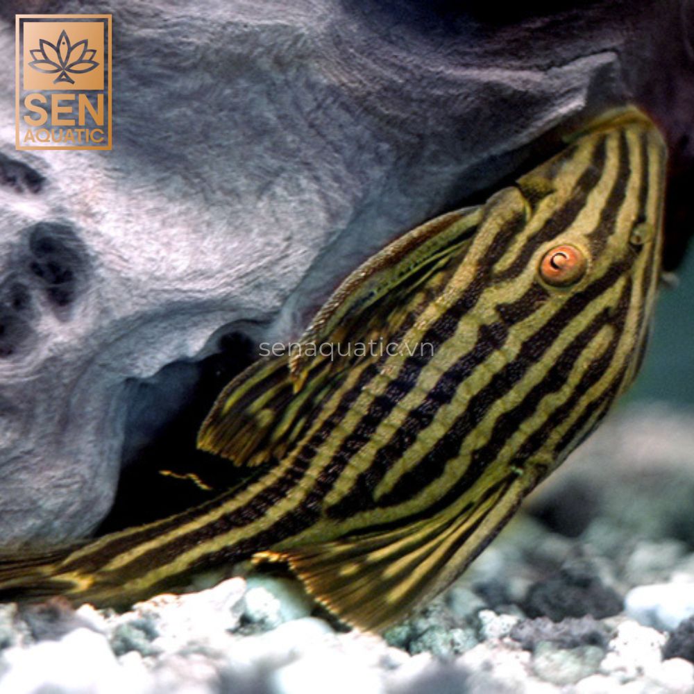 Cẩm Nang Về Dòng Royal Pleco
