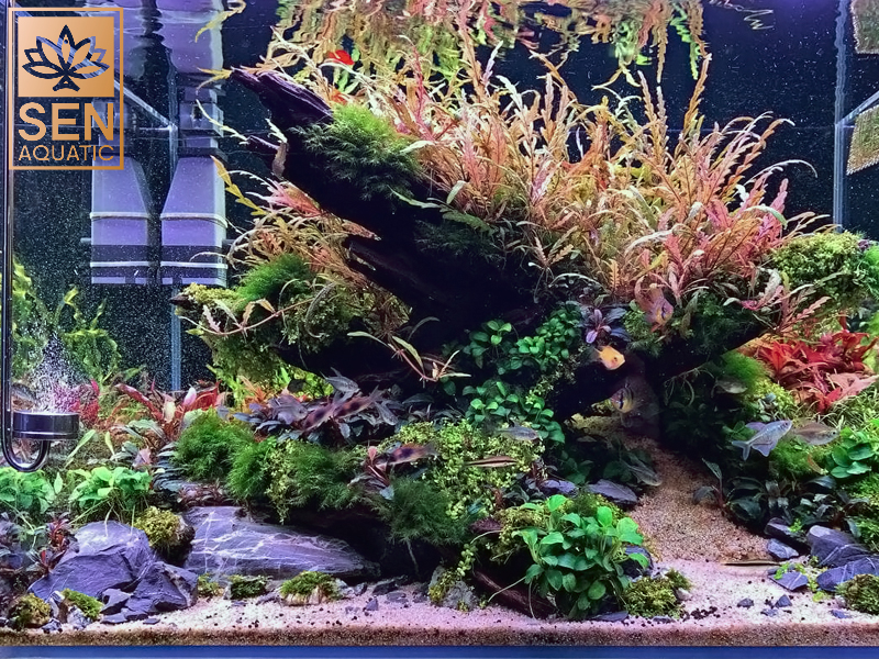 Hướng Dẫn 7 Bước Vệ Sinh Bể Cá Sạch Tinh Tươm Cho Người Mới