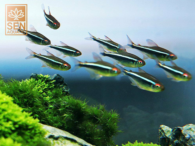 5 Mẹo Chăm Sóc Bể Thủy Sinh Người Mới Bắt Đầu Nhất Định Phải Biết