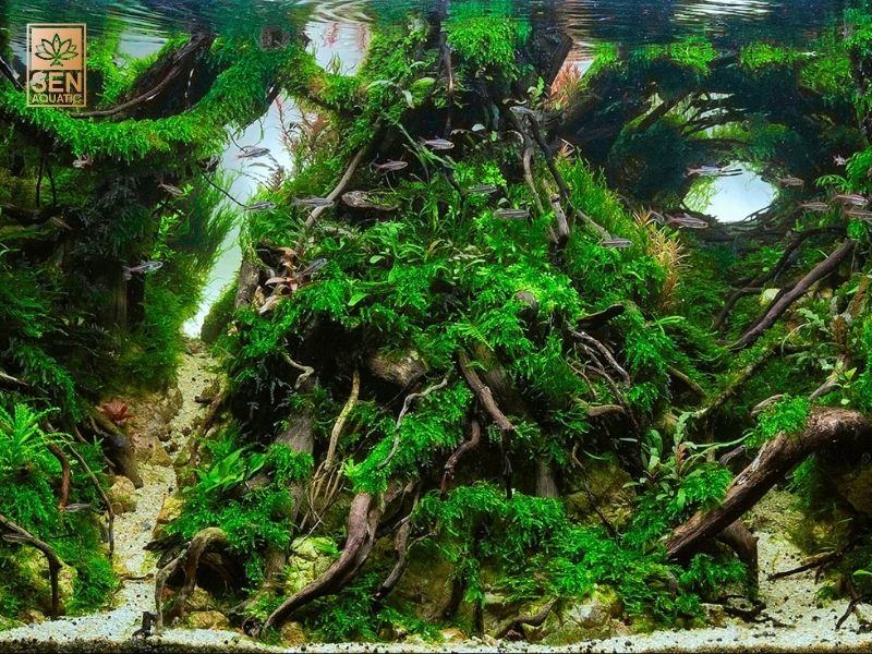 Cách Thiết Lập Một Bể Trồng Cây Thủy Sinh Cho Người Mới Bắt Đầu