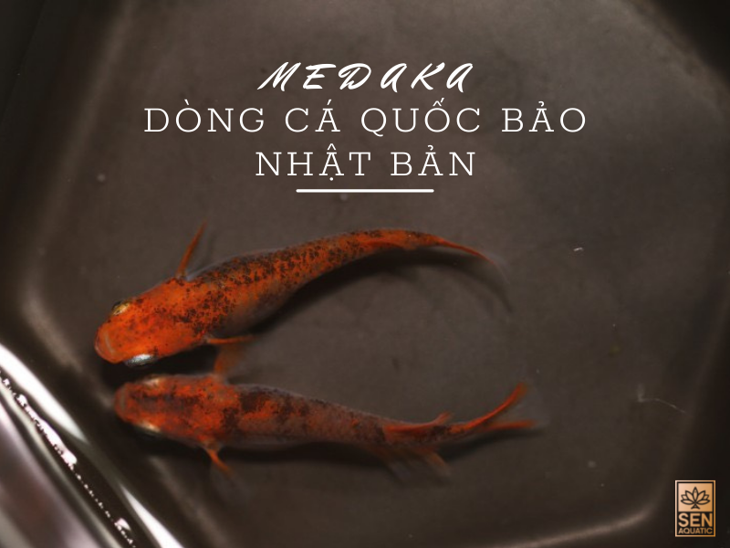 MEDAKA DÒNG CÁ QUỐC BẢO CỦA NHẬT BẢN