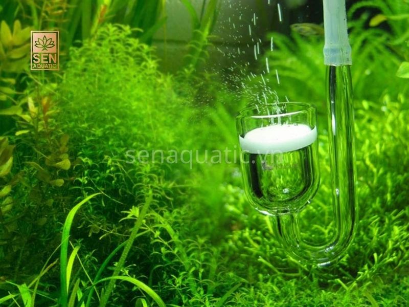 Tầm Quan Trọng Của CO2 Trong Bể Thủy Sinh Đối Với Cây Trồng