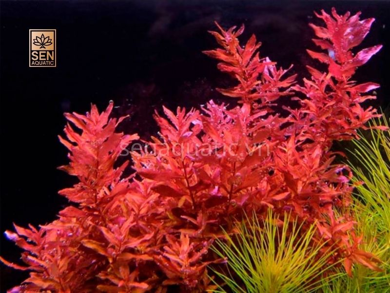 Dòng Cây Trung Cảnh Trong Kiến Tạo Bể Thủy Sinh