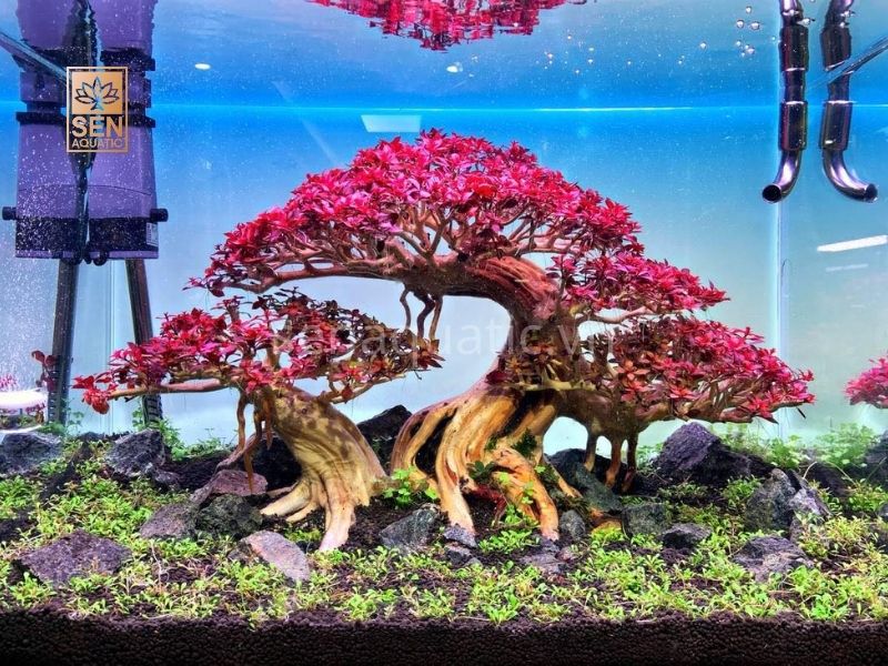 Tìm Hiểu Phong Cách Thủy Sinh Bon Sai Tân Đế