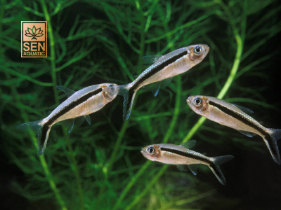 Cá Cảnh Thuỷ Sinh Bơi Đàn