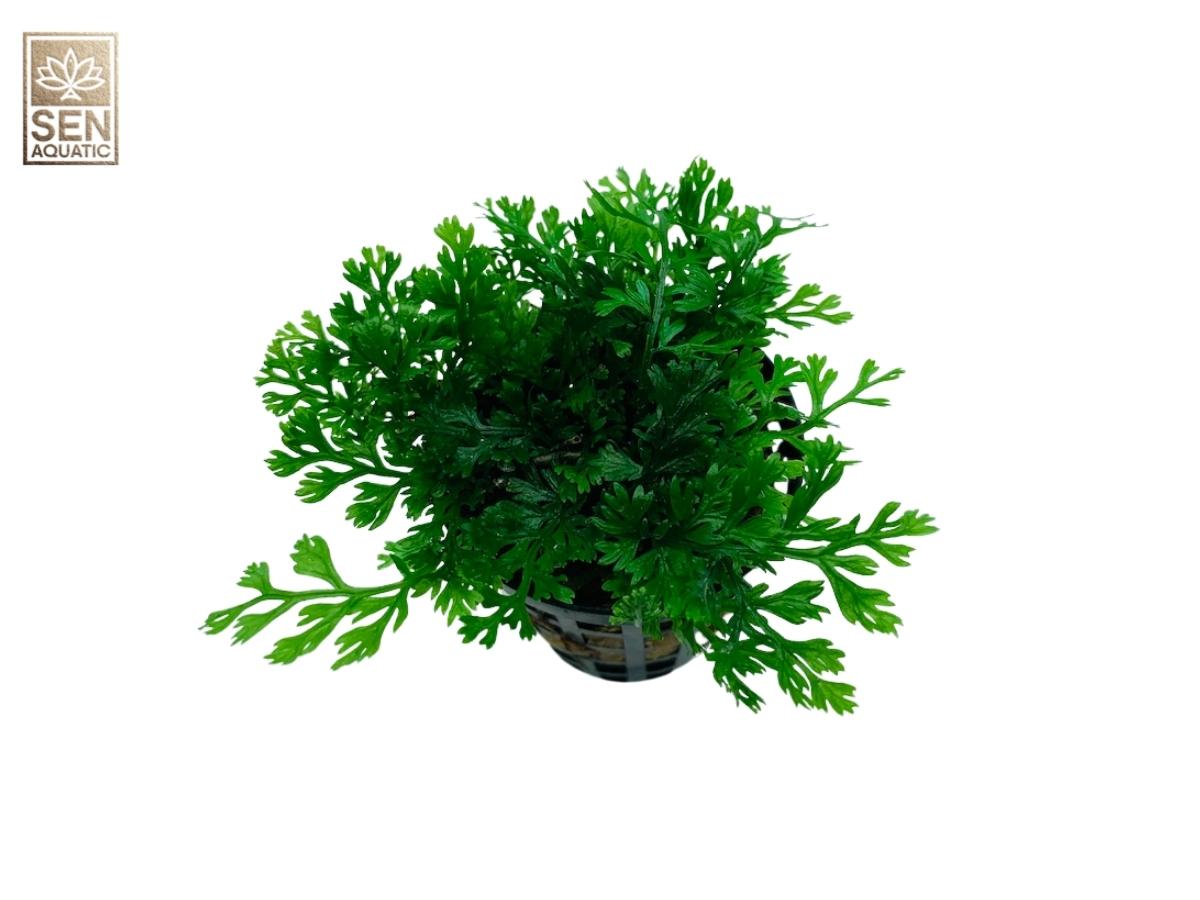 Các Loại Cây Dương Xỉ Thủy Sinh Được Ưa Chuộng Nhất