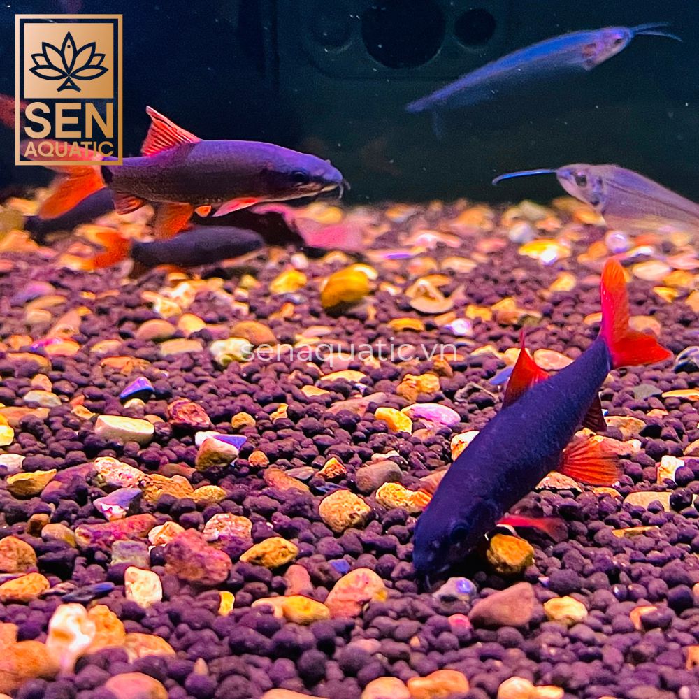 pH, KH và GH liên quan như thế nào?