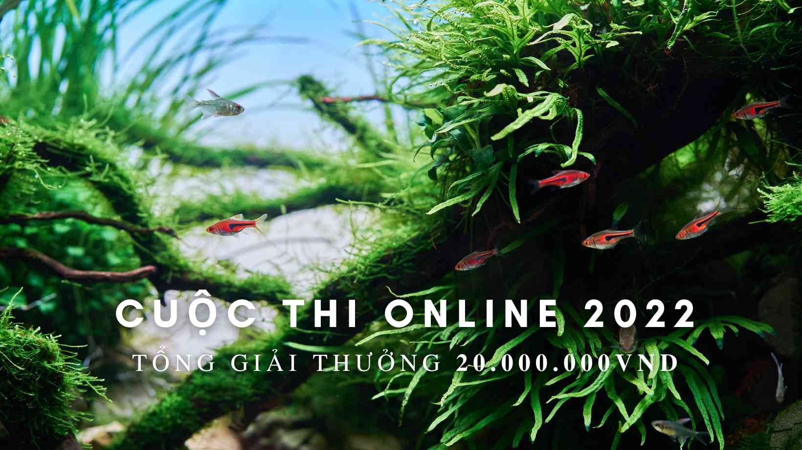 Sen Aquatic tổ chức thành công cuộc thi ảnh thuỷ sinh - Biotope Online 2022