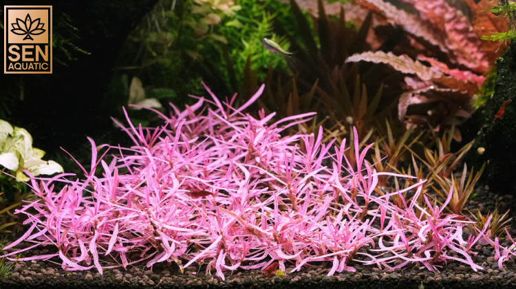 Hygrophila Sp. Chai: Loại Cây Thuỷ Sinh Siêu Đẹp, Siêu Hiếm, Siêu Đắt