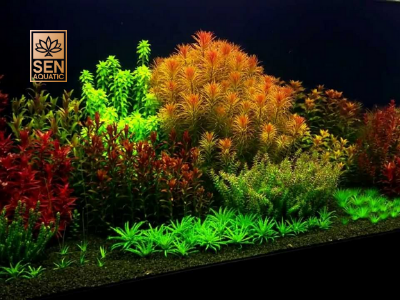 Lối Chơi Thuỷ Sinh Phong Cách Hà Lan