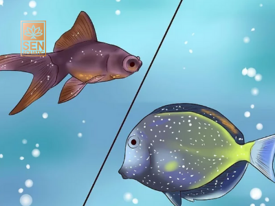 Bệnh Nấm Trắng Ở Cá Cảnh Thuỷ Sinh