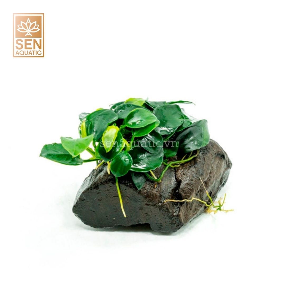 Cây Nana Nhiều Ngọn (Anubias barteri var. Nana)