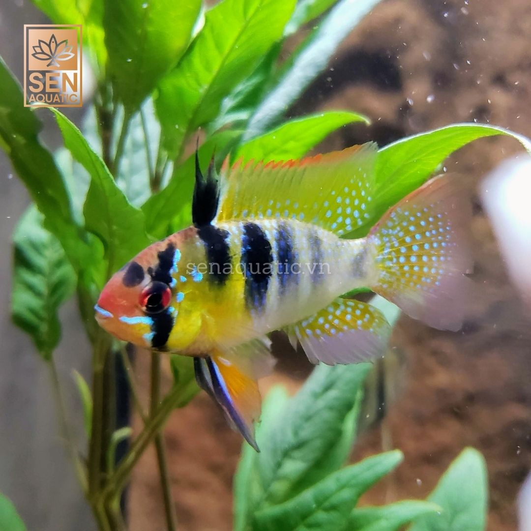 Cá Phượng Hoàng Ngũ Sắc