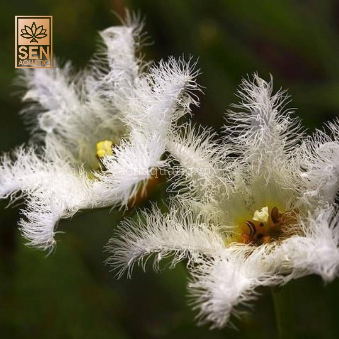 Cây Thủy Nữ(Nymphoides)