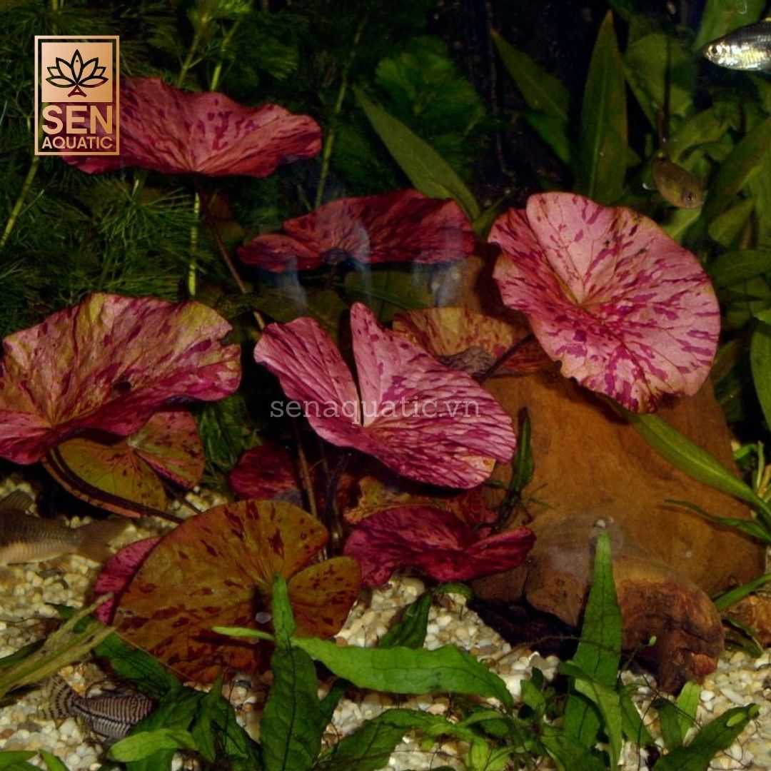 Cây Súng Tiger (Nymphaea zenkeri)
