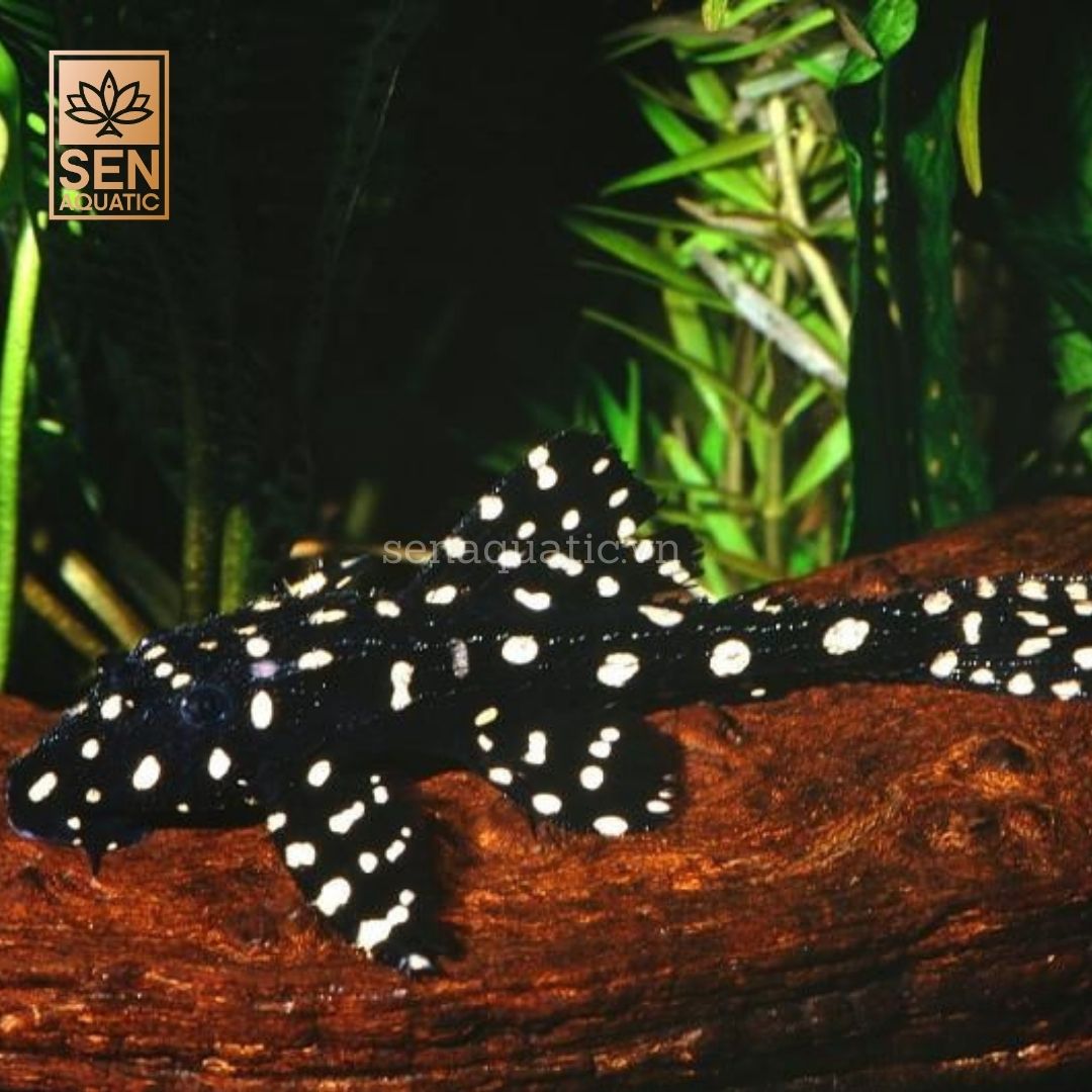 Cá Pleco L155