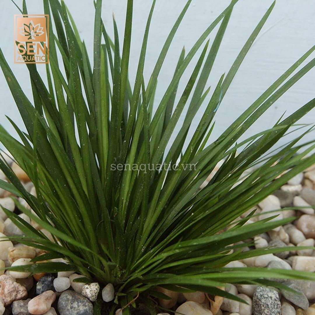 Cây Thạch Xương Bồ (Acorus gramineus 'Pusillus')