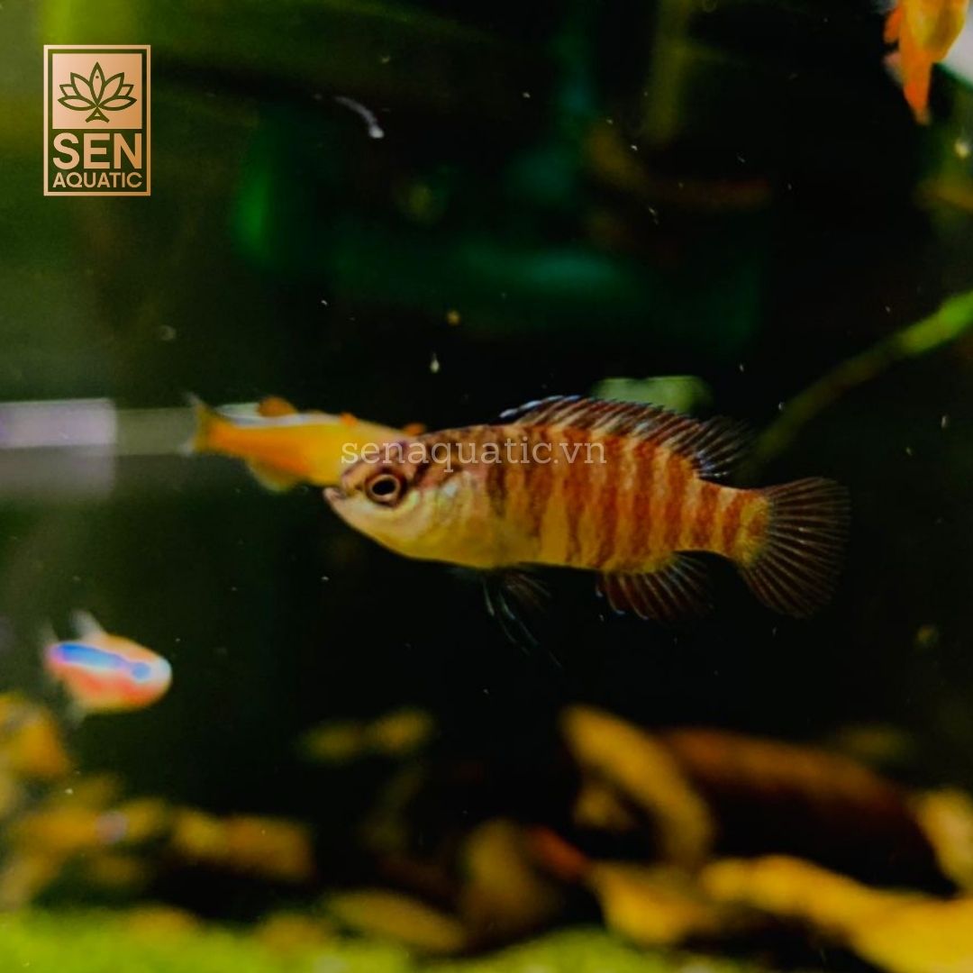 Cá Tiger Dario