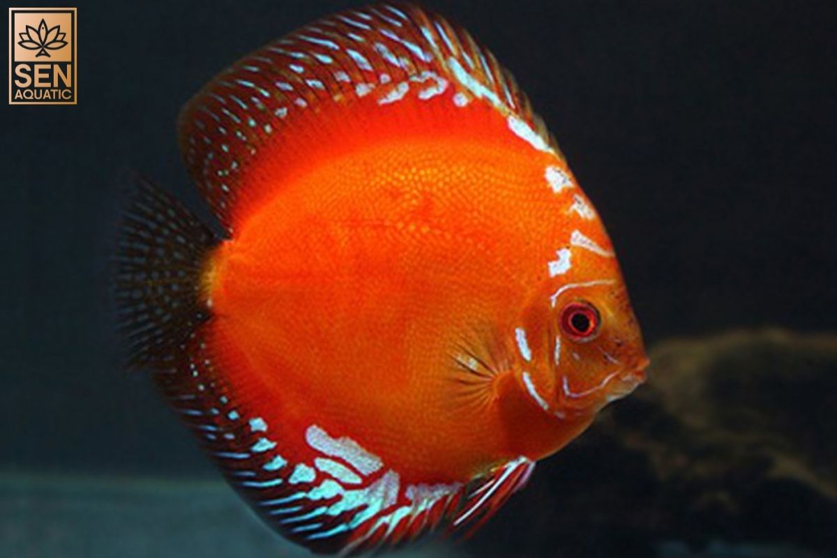 https://senaquatic.vn/ca-dia-malboro-do-red-marlboro-discus