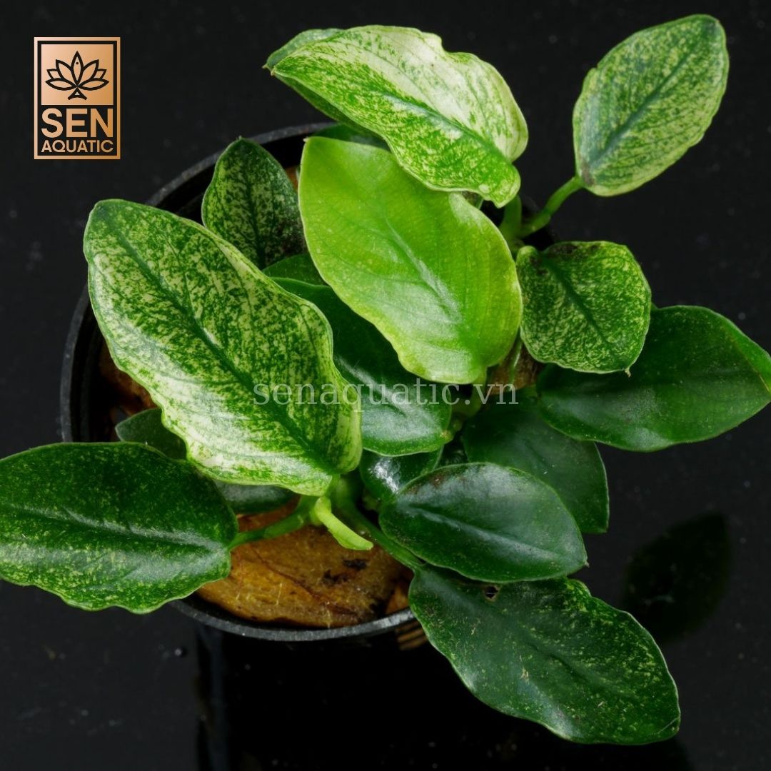 Ráy Pinto(Anubias barteri var. nana pinto)