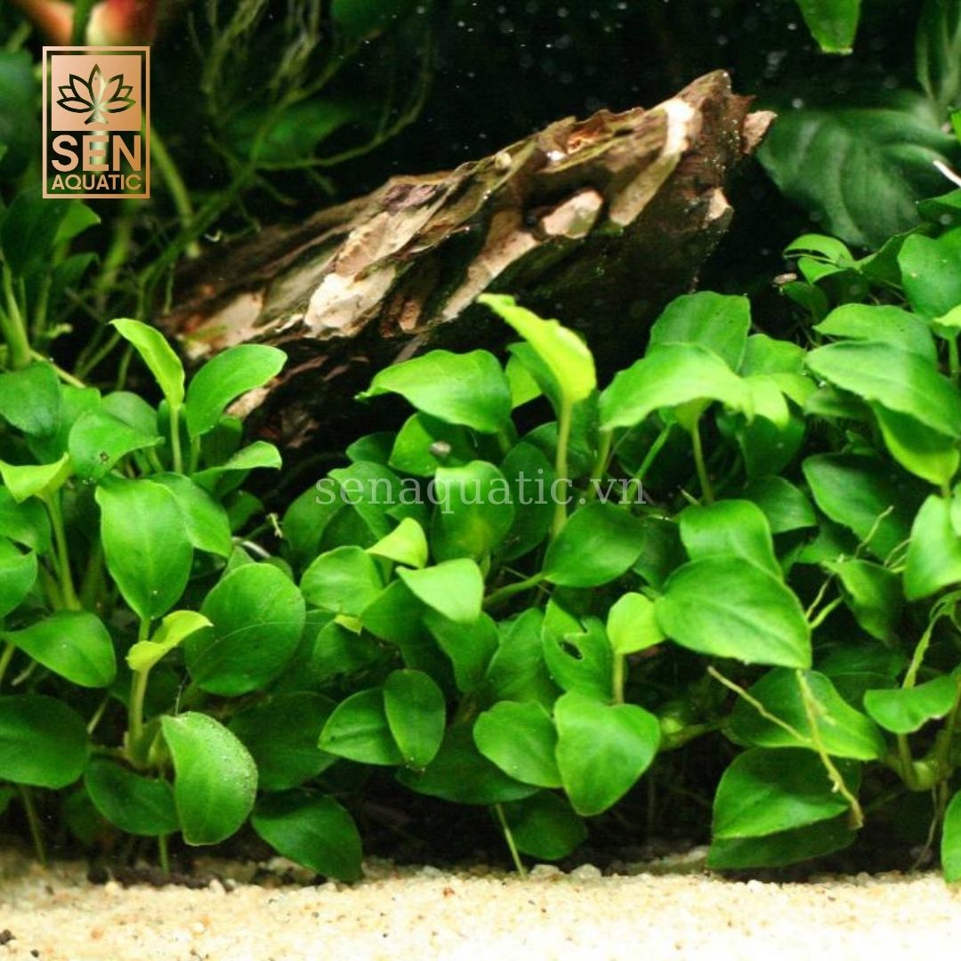 Cây Ráy Nana Petite TM(Anubias sp. ‘Petite’)