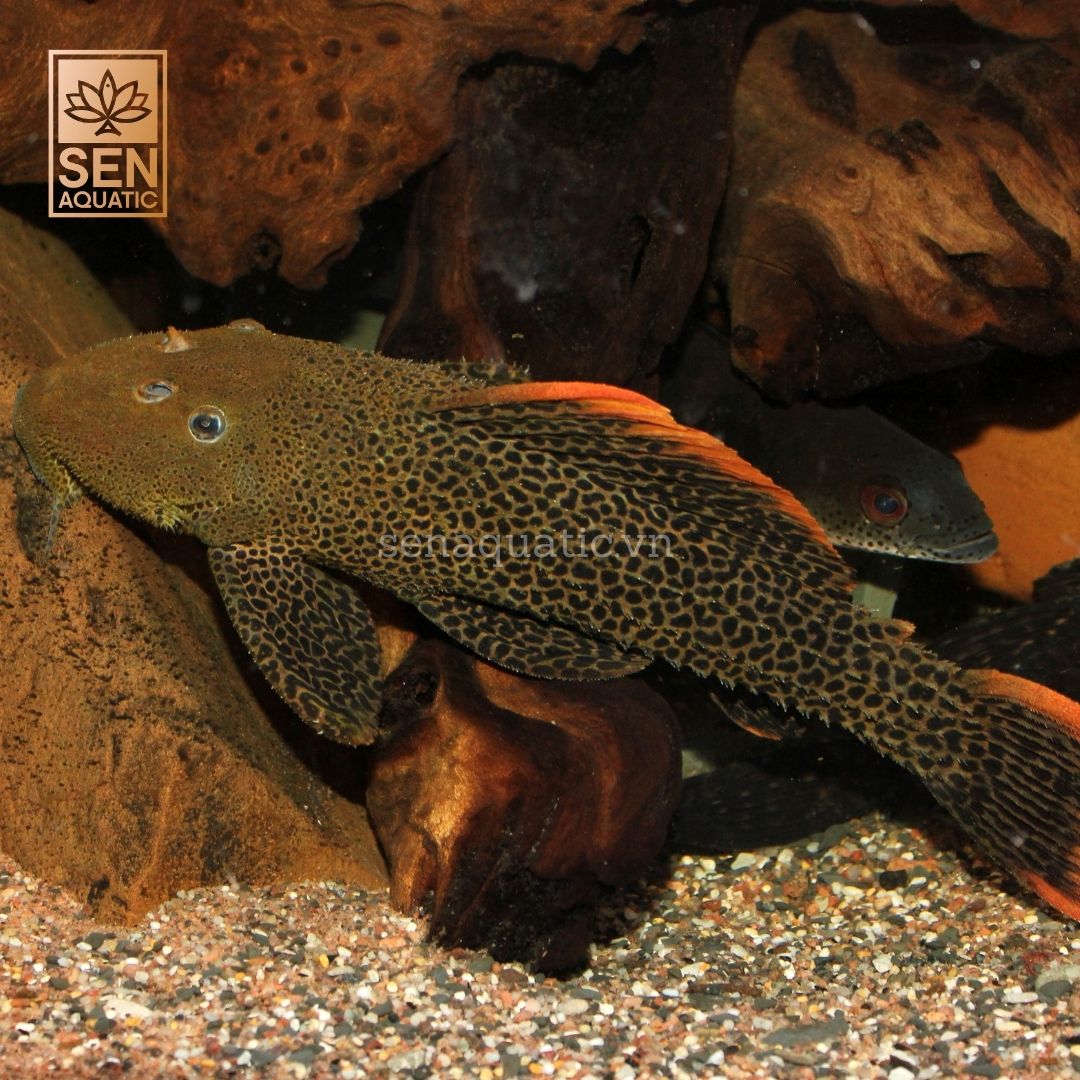 Cá Pleco L600