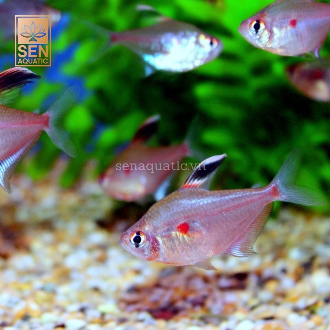 Bleeding Heart Tetra