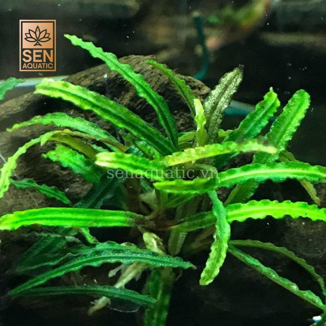 Bucep Catherine ( Cốc )