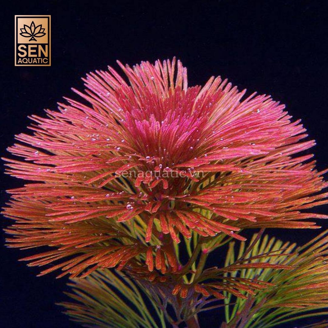 Cây La Hán Đỏ (Cabomba Furcata)