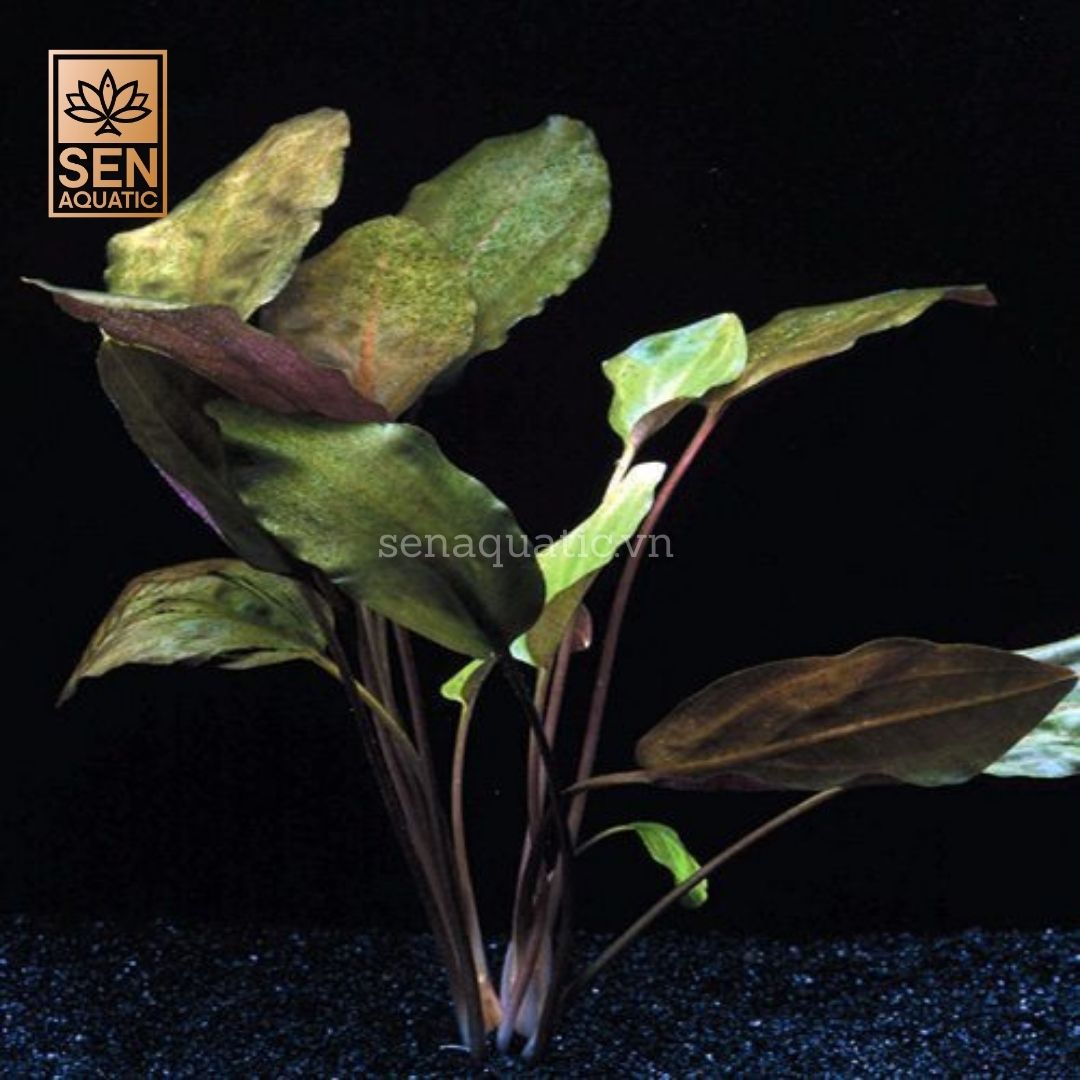 Cây Tiêu thảo Tím(Cryptocoryne cordata var. cordata ‘blassii’)