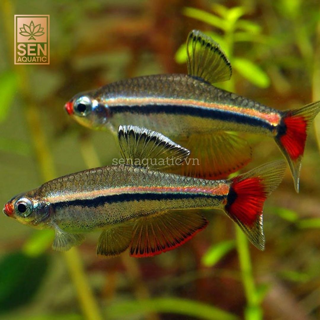 Cá Kim Tơ vây Dài