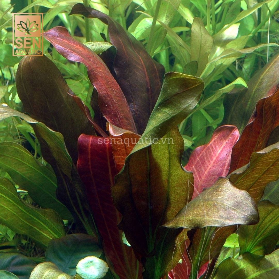 Cây Trầu Rubi Đỏ(Echinodorus 'Red Diamond')