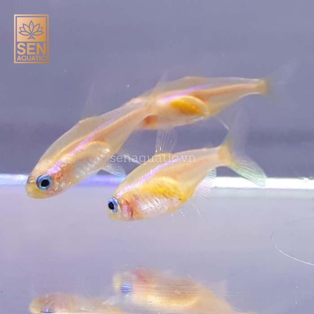 Cá Xray Tetra