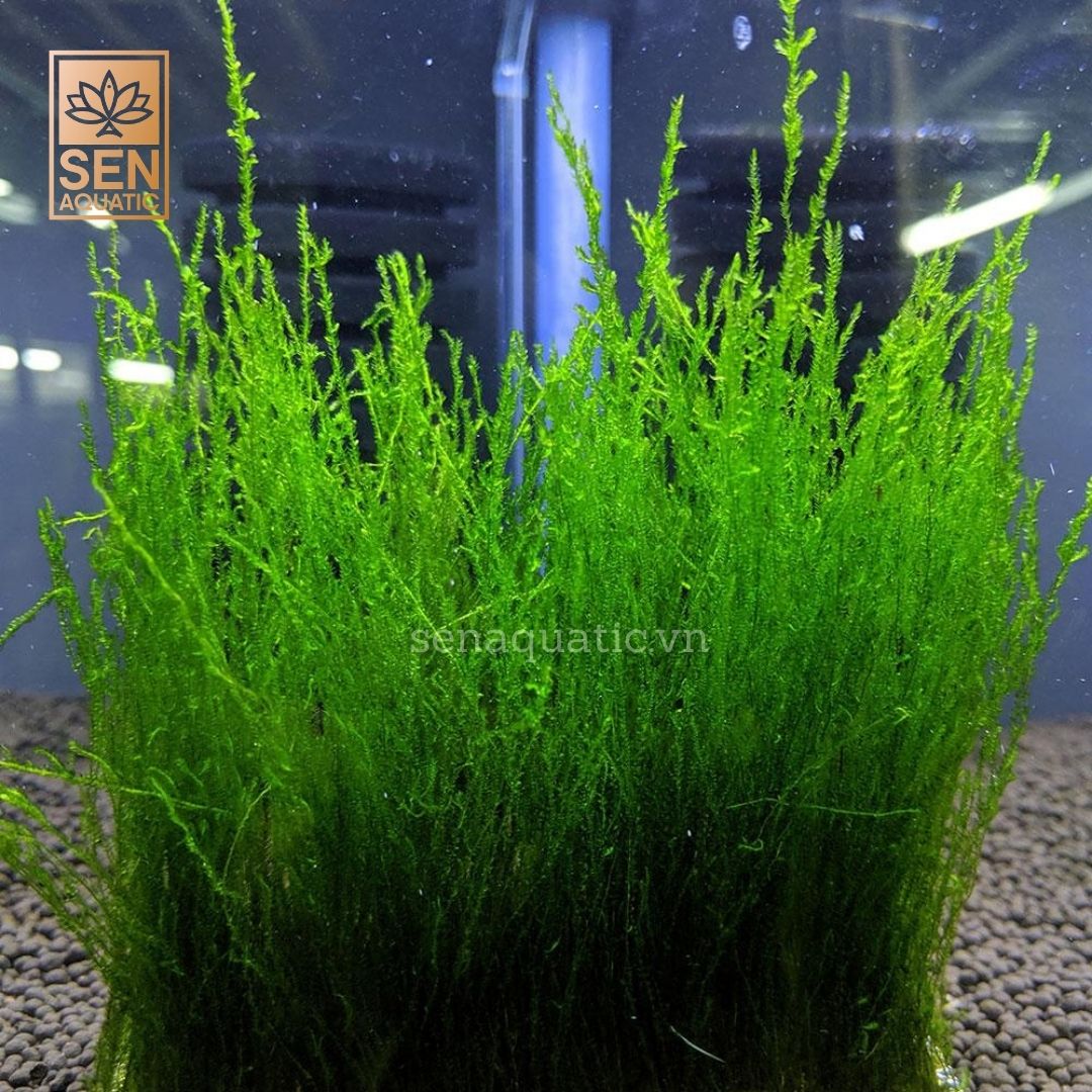 Taxiphyllum sp. "Flame Moss"