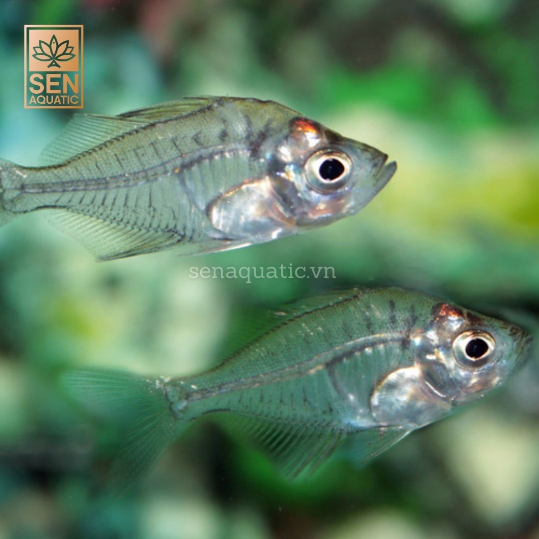 Cá Thuỷ Tinh Ấn Độ