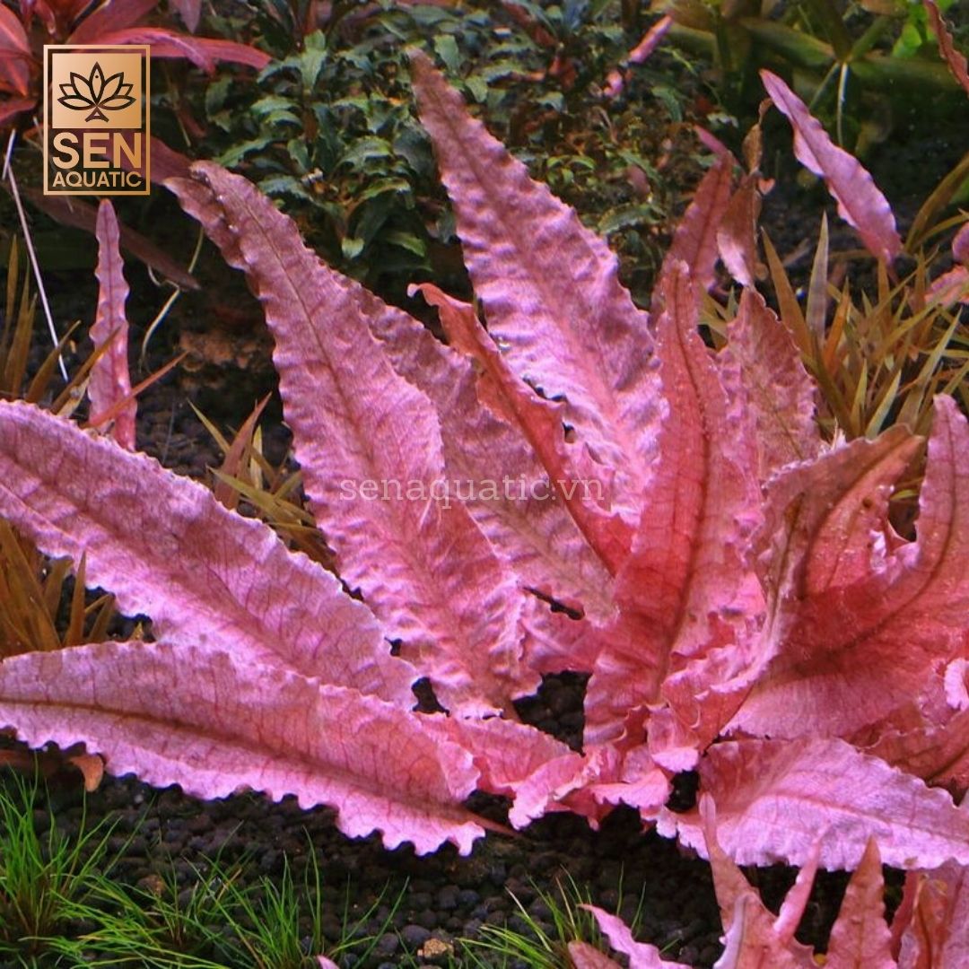 Cây Tiêu Thảo Flamingo TM(Cryptocoryne wendtii 'Flamingo')